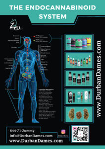 Endocannabinoid model