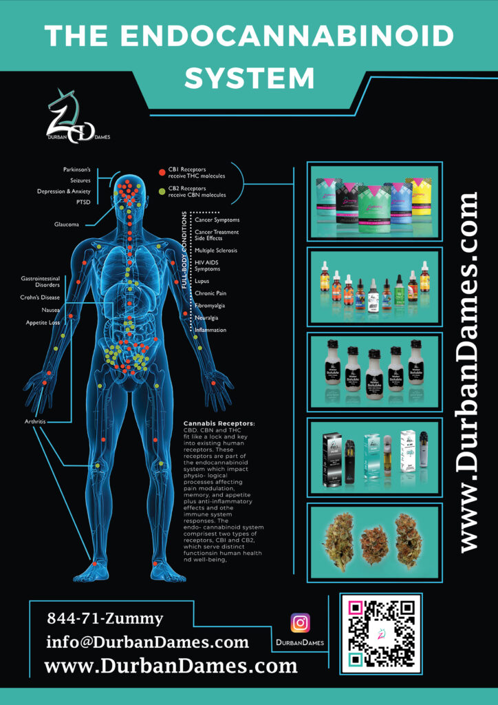 Endocannabinoid model