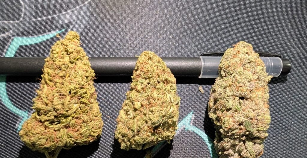 Indoor vs Greenhouse vs Outdoor cannabis