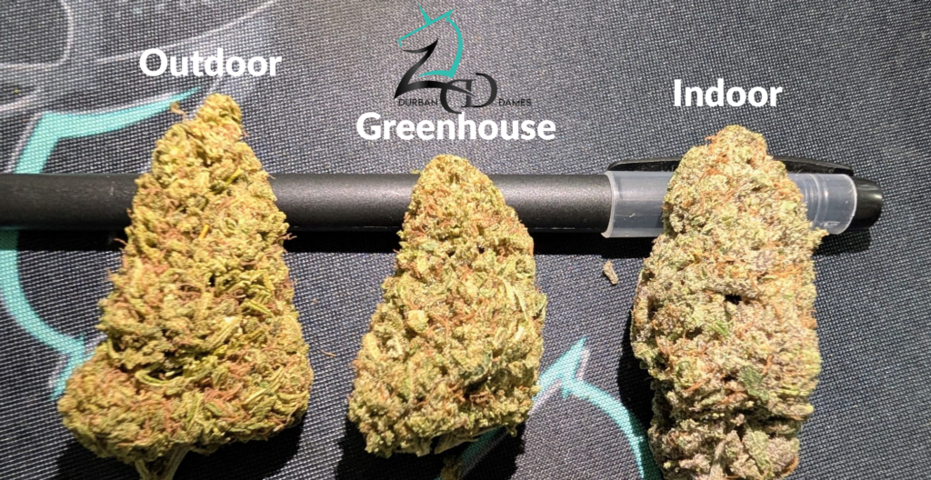 Indoor vs Greenhouse vs Outdoor explained by Durban Dames